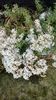 Sedum a.
