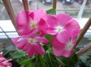 Vinca rosea