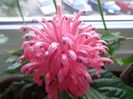 Justicia carnea