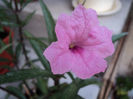 Ruellia,prima floare...