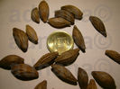 Seminte seeds Maslinul parfumat (Osmanthus fragrans)