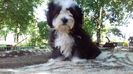 Bichon Havanese