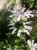 Monarda alba