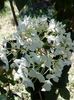 Hortensie alba, lei EPUIZAT