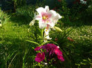 Triumphator si Alexandra phlox