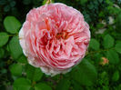 Abraham Darby
