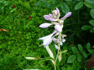 Hosta Risky Business