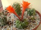 Matucana madisoniorum