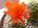 Matucana madisoniorum