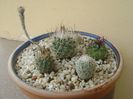 Grup de 6 Gymnocactus (Turbinicarpus)