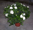 Gardenia Jasminoides_1