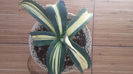 Agave Ingens Striata White