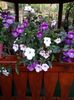 Purple King & Peace Blossom