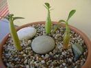 Grup de 3 Adenium