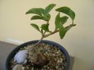 Anredera cordifolia (Madeira Vine)