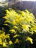 Solidago