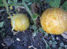 castravete lemon