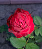 valynedelcu@yahoo.com peisaje0122