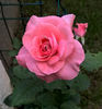 valynedelcu@yahoo.com peisaje0125