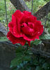 valynedelcu@yahoo.com peisaje0116