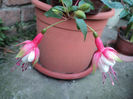 primele floricele