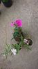Dianthus chinensis 5 ron și 3 ron/buc