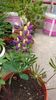 Lupinus pollyphilus