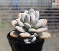 Pachyphytum glutinicaule