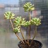 Sedum pachyphyllum