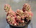 Sedum rubrotinctum