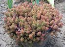 Sedum lydium
