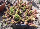 Sedum lydium