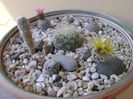 Grup de 6 Turbinicarpus