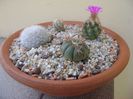 Grup de 4 cactusi