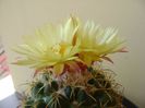 Coryphantha elephantidens v. sulcolanata