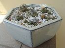 Grup de 6 Turbinicarpus