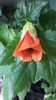 Abutilon (s-a uscat)