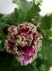 RS Ice Rose