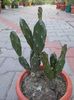 opuntia ficus indica