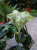 ceropegia