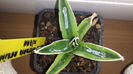 Agave Victoria Reginae Kizan