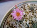 Turbinicarpus krainzianus v. lausserii
