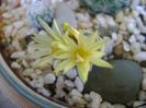 Turbinicarpus krainzianus v. minimus