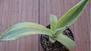 Agave Salmiana  Angustifolia  Australian Opal