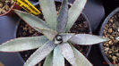 Agave mangave bloodspot (Macroacantha x Manfreda)