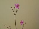 Talinum paniculatum