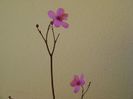 Talinum paniculatum