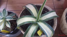 Agave Guiengola Mediopicta Alba