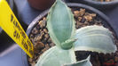 Agave Parryi var. Parryi Marginata