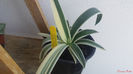 Agave angustifolia special variegated